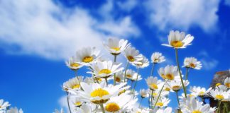 Baharı çağıran ilk Cemre havaya düştü!