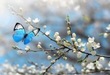 Bahar, artık, geliyorum diyor; İkinci cemre suya düştü!