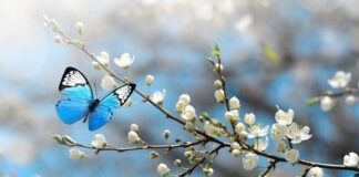 Bahar, artık, geliyorum diyor; İkinci cemre suya düştü!