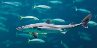 İstanbul denizlerindeki canlıların anlatıldığı, ‘İstanbul’un Deniz Canlıları’ kitabı raflarda yerini aldı.