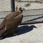 NESLİ TEHDİT ALTINDA OLAN KARA AKBABA VAN’DA ŞİFA BULDU POLİSLERİN KURTARDIĞI KARA AKBABA ÖZGÜRLÜĞE KANAT ÇIRPMAYI BEKLİYOR