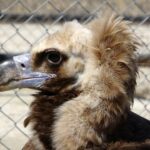 NESLİ TEHDİT ALTINDA OLAN KARA AKBABA VAN’DA ŞİFA BULDU POLİSLERİN KURTARDIĞI KARA AKBABA ÖZGÜRLÜĞE KANAT ÇIRPMAYI BEKLİYOR