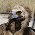 NESLİ TEHDİT ALTINDA OLAN KARA AKBABA VAN’DA ŞİFA BULDU POLİSLERİN KURTARDIĞI KARA AKBABA ÖZGÜRLÜĞE KANAT ÇIRPMAYI BEKLİYOR