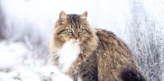 Savaştan kediler de nasibini aldı!