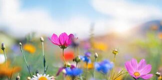 Son cemre de toprağa düştü.