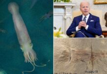 Dinozorlardan daha yaşlı 10 kollu vampir mürekkep balığı fosiline Joe Biden adı verildi!