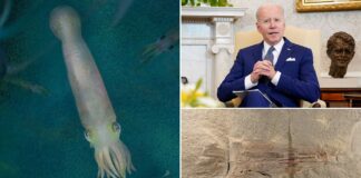 Dinozorlardan daha yaşlı 10 kollu vampir mürekkep balığı fosiline Joe Biden adı verildi!