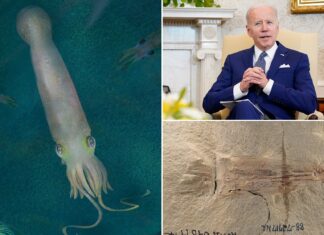 Dinozorlardan daha yaşlı 10 kollu vampir mürekkep balığı fosiline Joe Biden adı verildi!