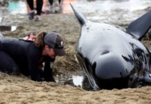 Karaya vuran balinalardan 31’i telef oldu!