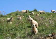 Gökçeada ‘da,’ tam teşekküllü’ koyun hırsızlığı: Çal, kes, sat!