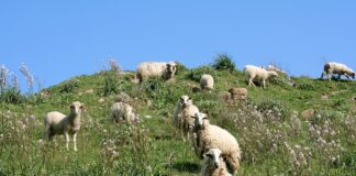 Gökçeada ‘da,’ tam teşekküllü’ koyun hırsızlığı: Çal, kes, sat!