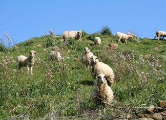 Gökçeada ‘da,’ tam teşekküllü’ koyun hırsızlığı: Çal, kes, sat!