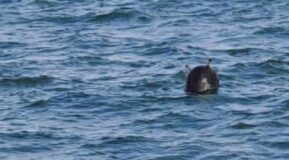 Akar: İstanbul Boğazı’nda bulunan mayın etkisiz hale getirildi