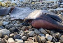 İstanbul, Eyüpsultan sahilinde 24 ölü yunus kıyıya vurdu.