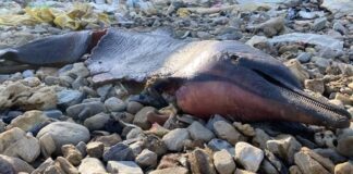 İstanbul, Eyüpsultan sahilinde 24 ölü yunus kıyıya vurdu.