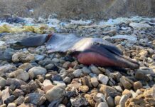 80’den fazla yunusun ölüm sebebi; balıkçı ağı ve balıkçılık etkileşimine bağlı boğulma!