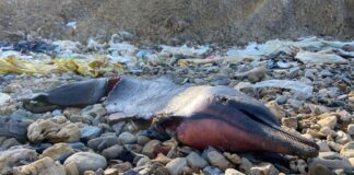 80’den fazla yunusun ölüm sebebi; balıkçı ağı ve balıkçılık etkileşimine bağlı boğulma!