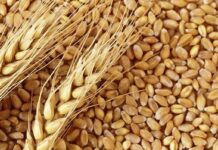 TMO, buğdaya yüzde 22 zam yaptı; zam, ekmek ve un fiyatlarına yansıyacak.