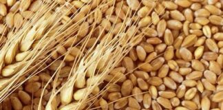 TMO, buğdaya yüzde 22 zam yaptı; zam, ekmek ve un fiyatlarına yansıyacak.