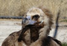 Akbabalar kötü bir üne sahip olsa da bu masumiyete can dayanmaz!