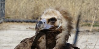 Akbabalar kötü bir üne sahip olsa da bu masumiyete can dayanmaz!