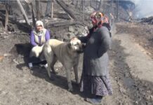 ‘Tatar’ , yangında havlayarak köyde yaşayanların hayatını kurtardı!