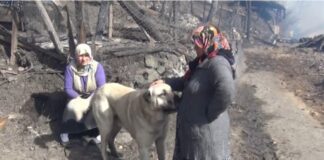 ‘Tatar’ , yangında havlayarak köyde yaşayanların hayatını kurtardı!