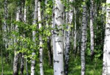 Alman araştırmacılar huş ağaçlarının mikroplastikleri emip depolayabildiğini keşfetti