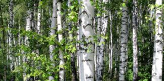 Alman araştırmacılar huş ağaçlarının mikroplastikleri emip depolayabildiğini keşfetti