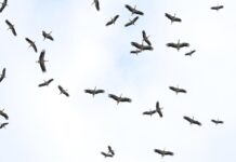 Yol yorgunu yaklaşık 1 Milyon leylek için acil iniş pistleri yapıldı.