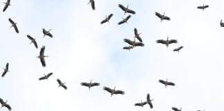 Yol yorgunu yaklaşık 1 Milyon leylek için acil iniş pistleri yapıldı.