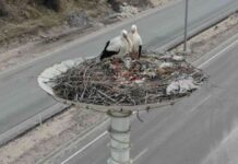 ‘Leylek Otel’ tam kapasiteye ulaştı
