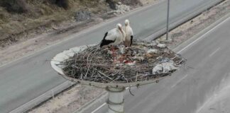 ‘Leylek Otel’ tam kapasiteye ulaştı