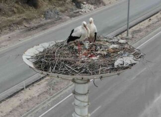 ‘Leylek Otel’ tam kapasiteye ulaştı