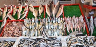 Mayın korkusu balıkçıları avdan etti; balık fiyatları fırladı!