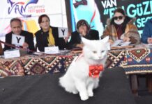 Van kedilerininin prensesi Mia!