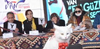 Van kedilerininin prensesi Mia!