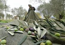 Yeşil, madene teslim oldu. ”Zeytinlik” yasası Meslis’ten geçti
