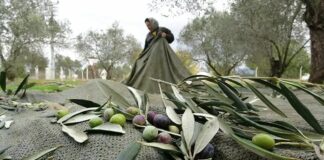 Resmi Gazetede yayımlandı: Faaliyet sonrası ‘rehabilite’ şartıyla zeytinlik alanda maden çalışması yürütülebilir