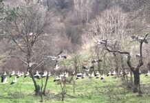 İstanbul’un ‘baharlık’ leylekleri geldi!