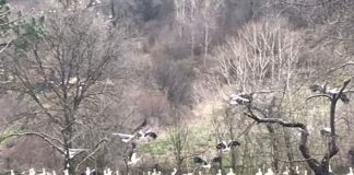 İstanbul’un ‘baharlık’ leylekleri geldi!