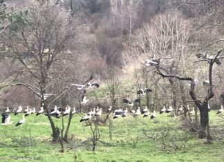 İstanbul’un ‘baharlık’ leylekleri geldi!