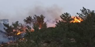 Bodrum’da ormanlık ve makilik alanda yangın!