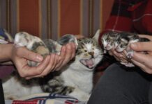 Doğum Sancısı çeken kedi aile sağlığı merkezine geldi, doğumu burada yaptırıldı