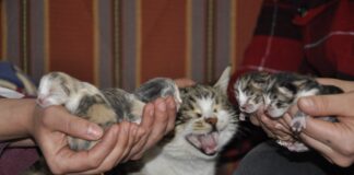 Doğum Sancısı çeken kedi aile sağlığı merkezine geldi, doğumu burada yaptırıldı