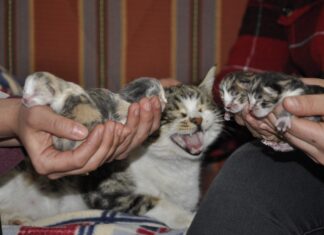Doğum Sancısı çeken kedi aile sağlığı merkezine geldi, doğumu burada yaptırıldı