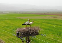 Yuva özlemi: 60 yıldır aynı direğe yuva yapıyorlar, bu yıl yine geldiler!