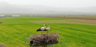 Yuva özlemi: 60 yıldır aynı direğe yuva yapıyorlar, bu yıl yine geldiler!