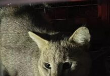 “Ömrü uzun, nesli daim olsun” diye Saz Kedisi GPS ile takip ediliyor!