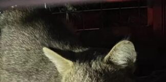 “Ömrü uzun, nesli daim olsun” diye Saz Kedisi GPS ile takip ediliyor!